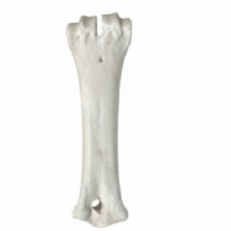 קרניבור עצם סידן